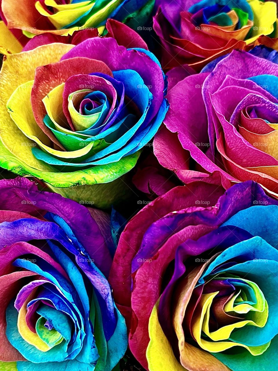 Rainbow Roses