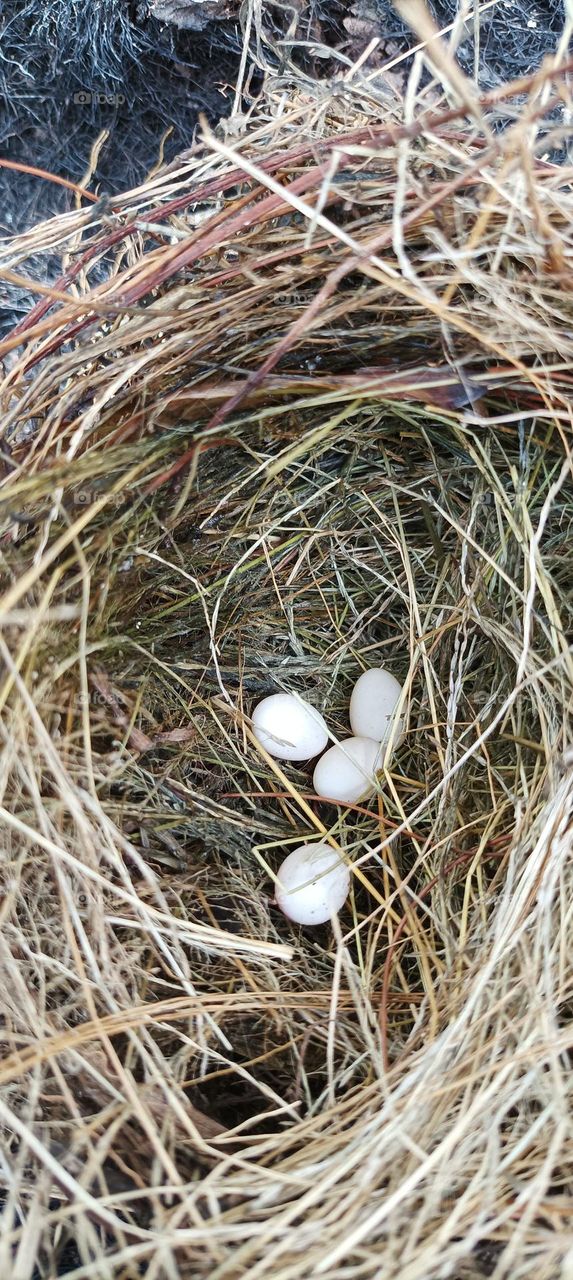 telor burung dalam sangkar