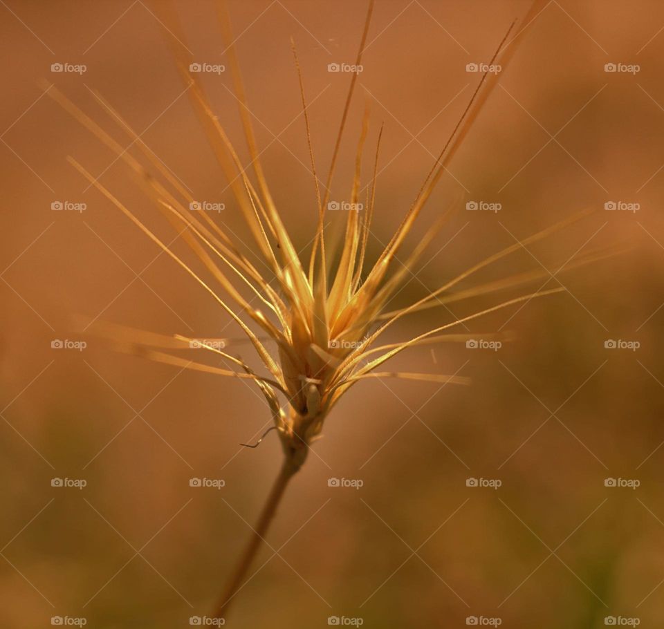 A beautiful image over an up close piece of grain.