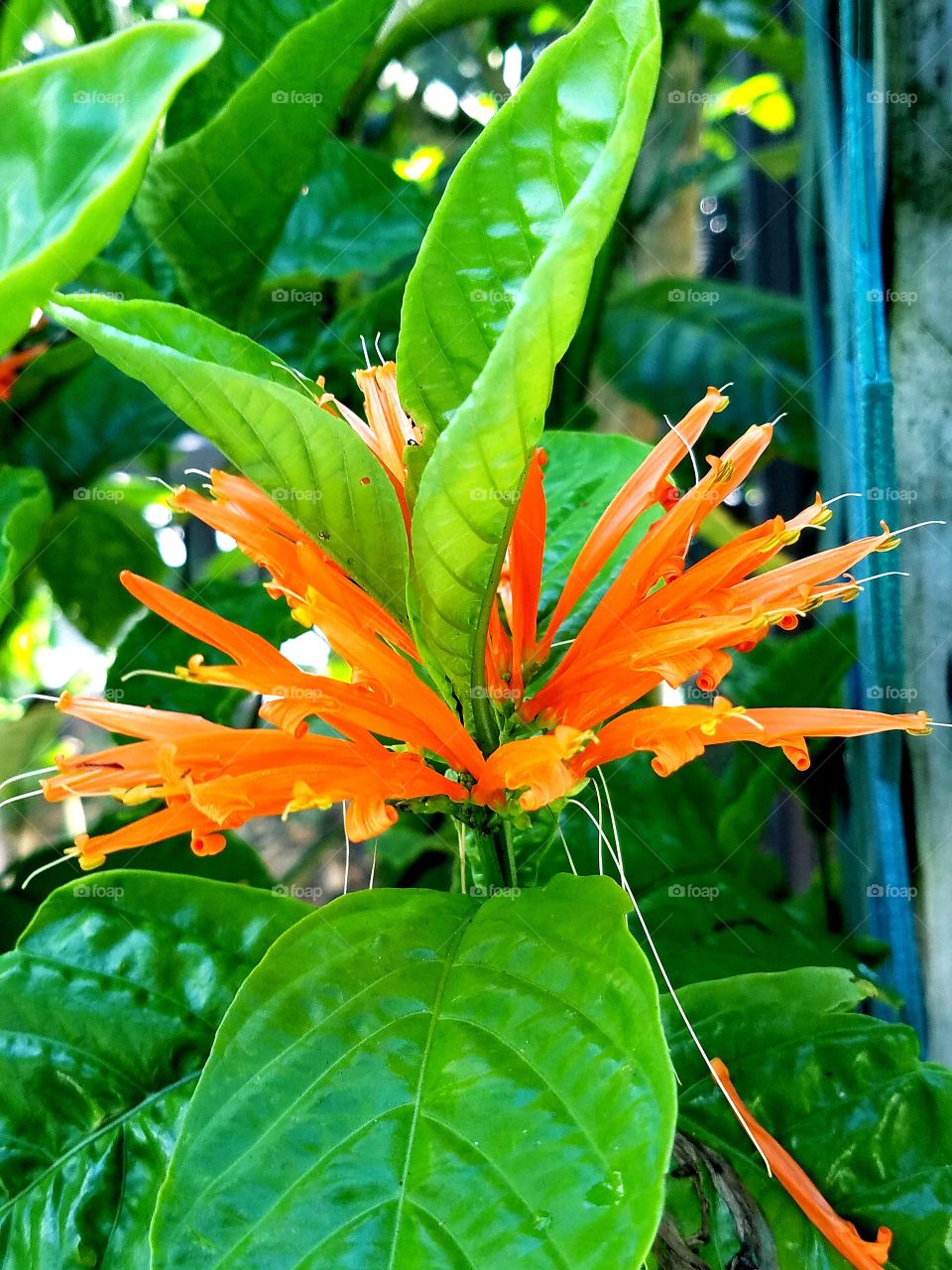 Exotic Orange Flower
