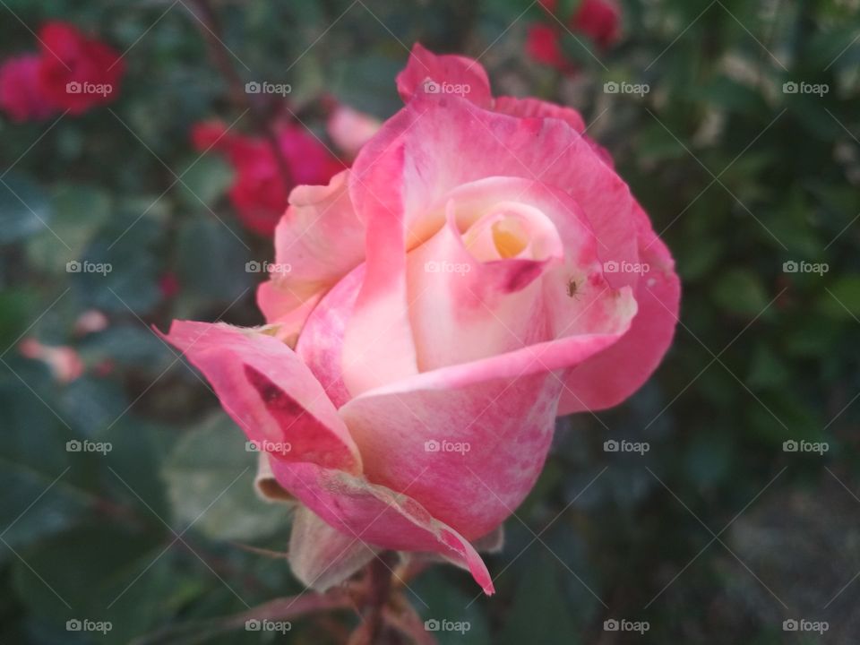 real rose