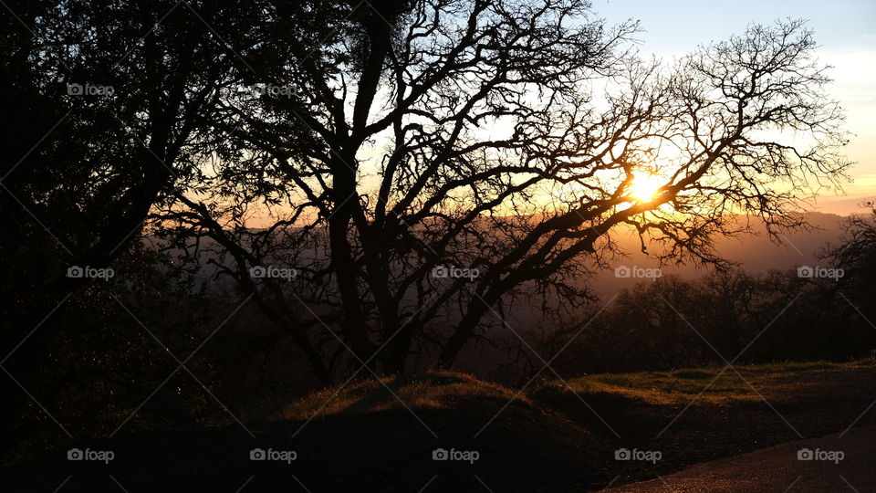 Shapes and forms of nature are visible in this silhouette of leafless oak tree set against a sunset.