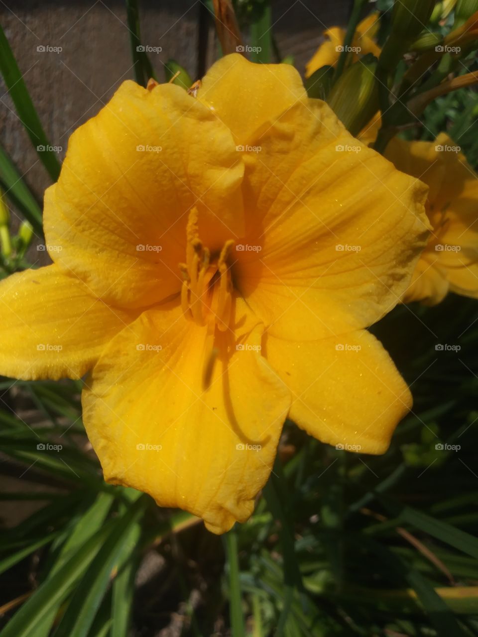 yellow lillie