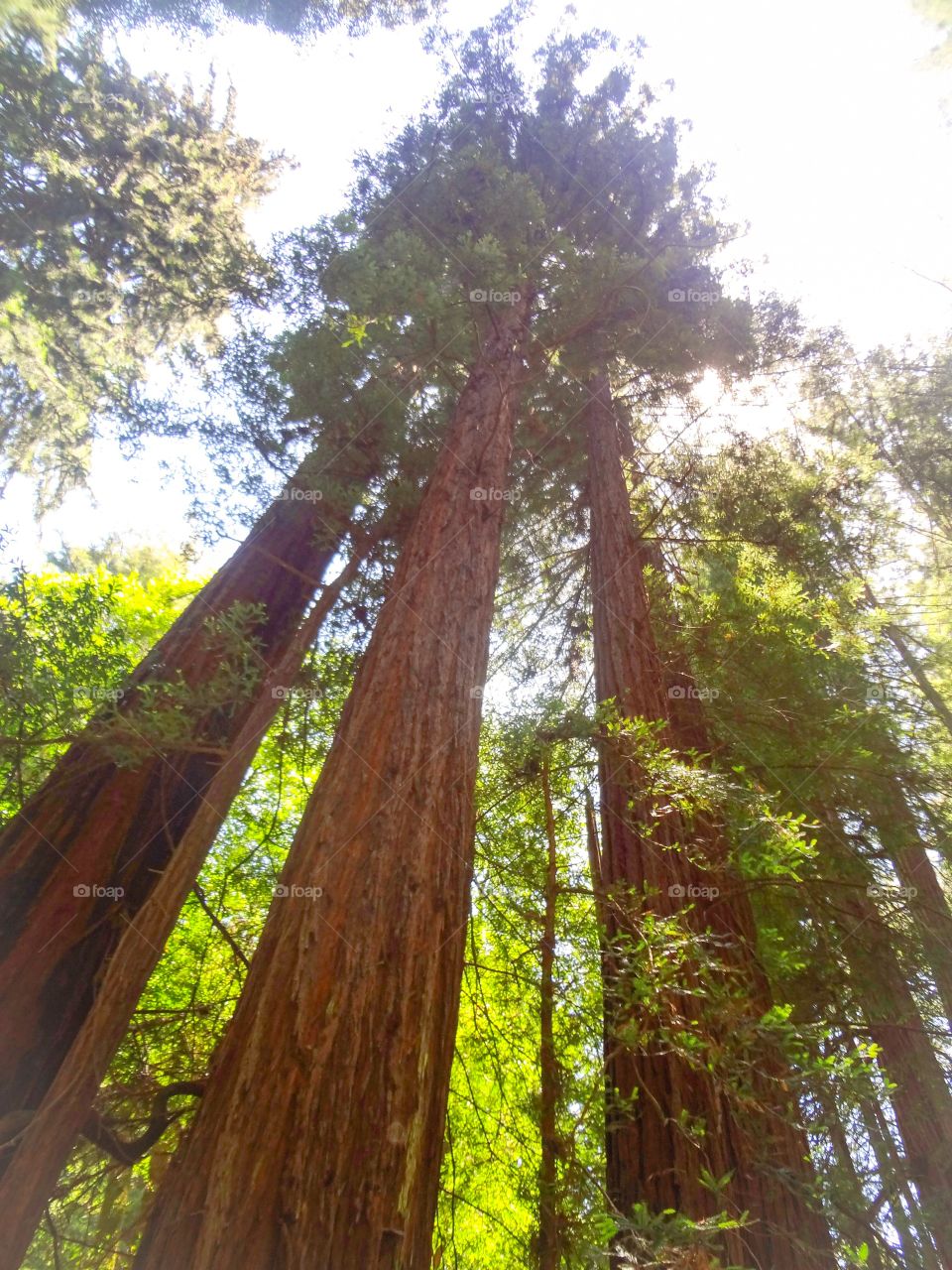 Giant trees