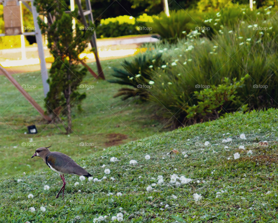 Pássaro brasileiro.