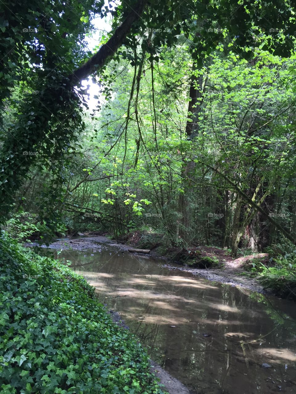 Forest after a spring rainfall