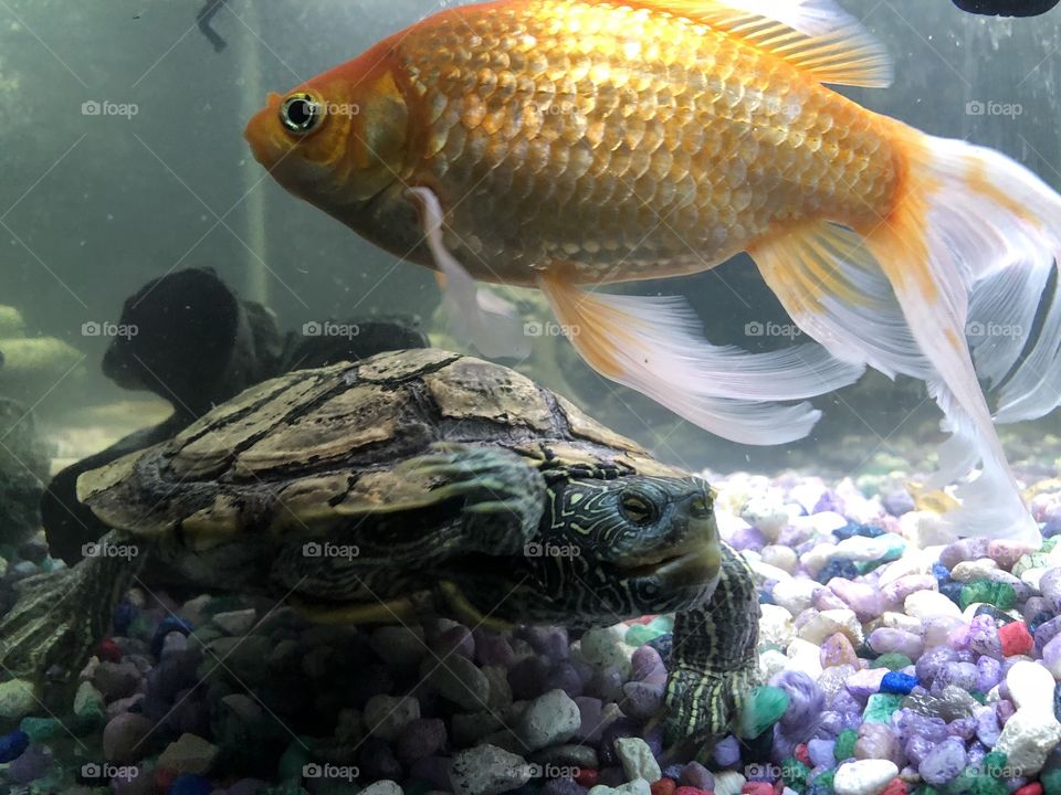 Turtle and goldfish