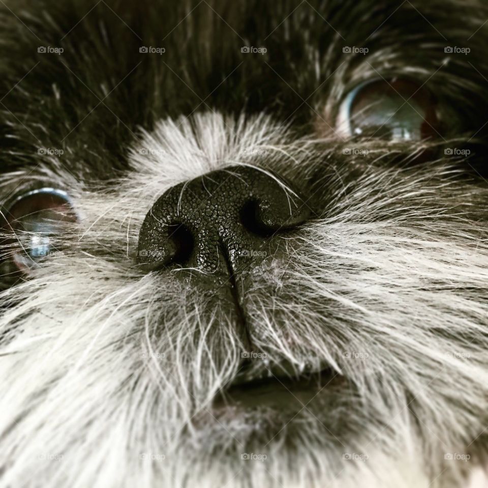Shih Tzu Closeup