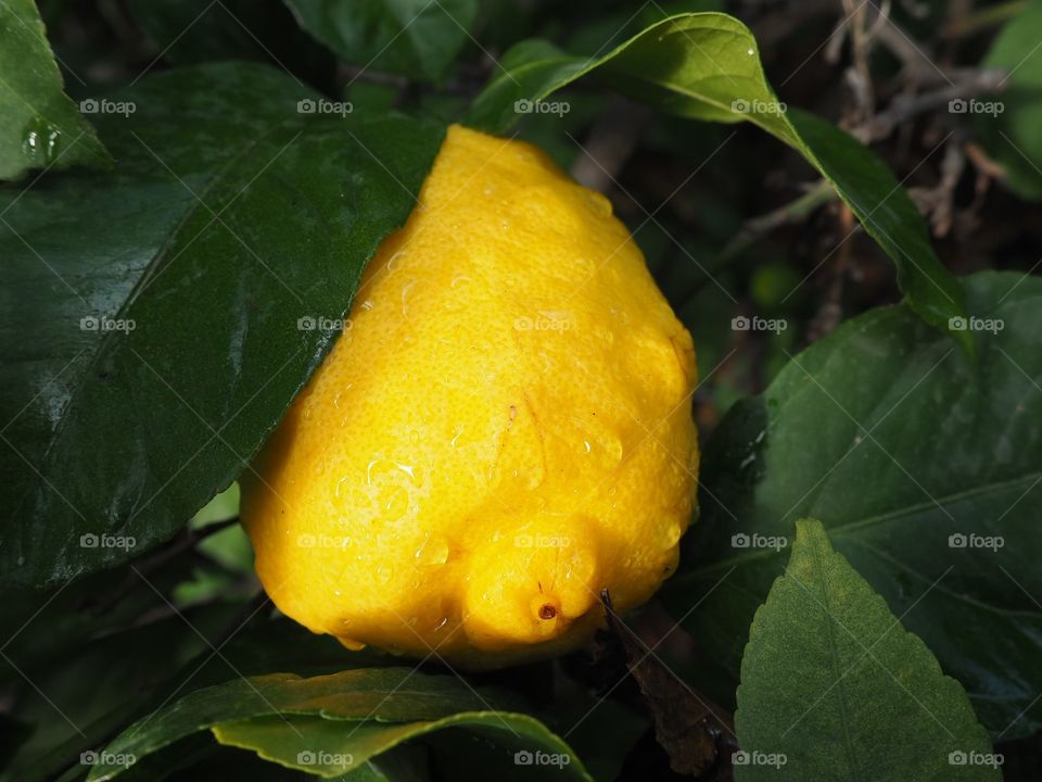 lemon