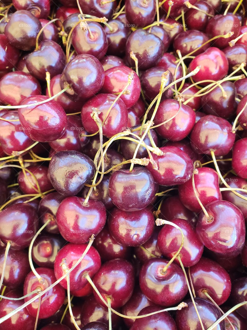 Freshly picked cherries ready to eat