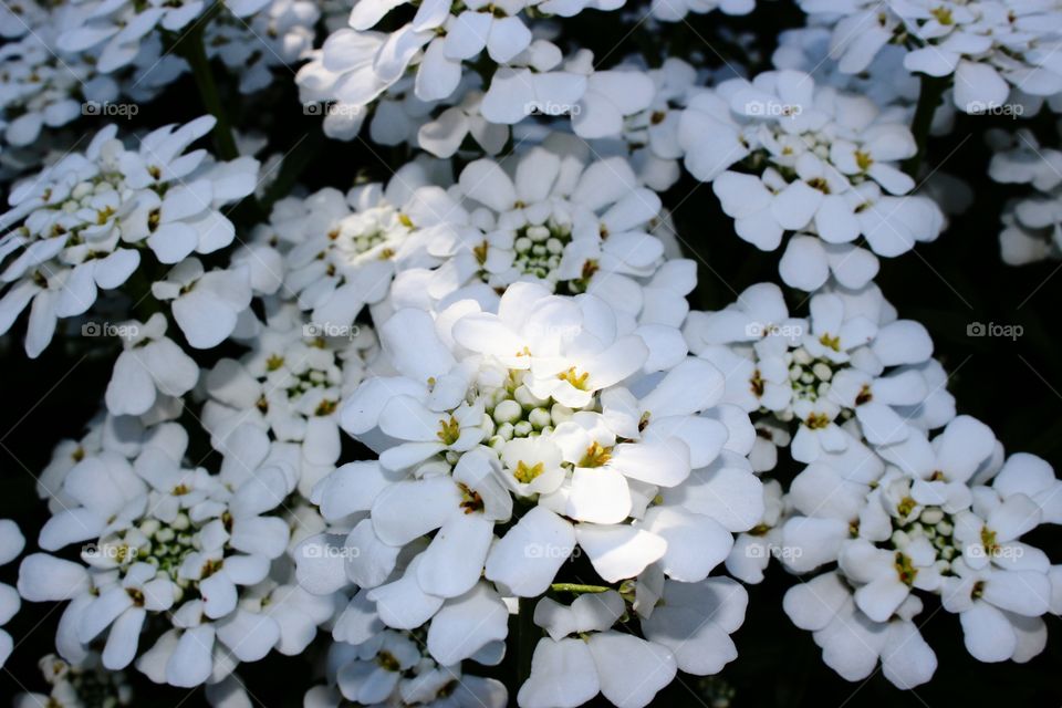 White Flowers.. Our garden!