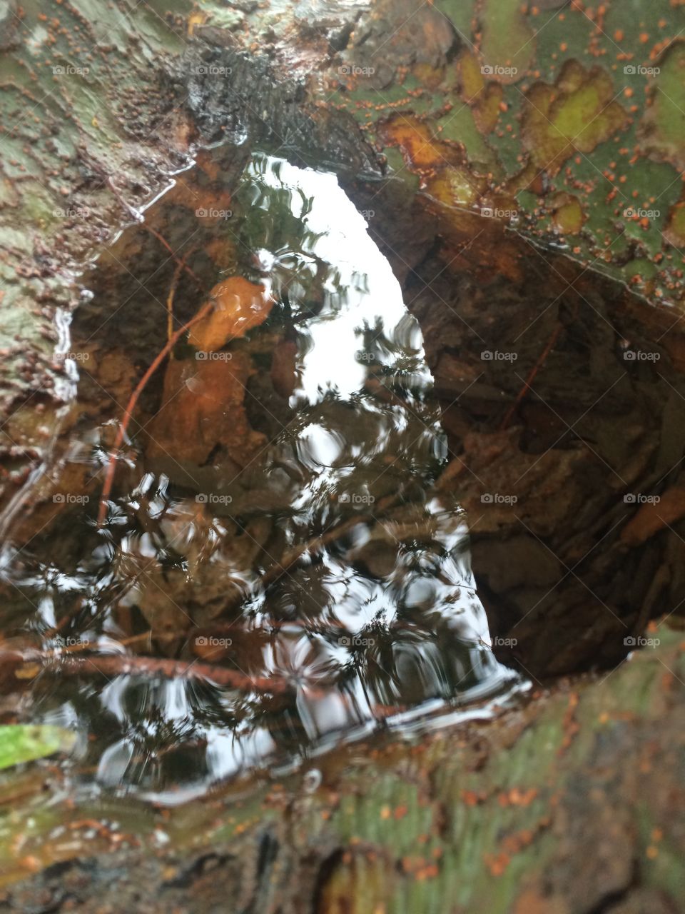 Pond within a tree