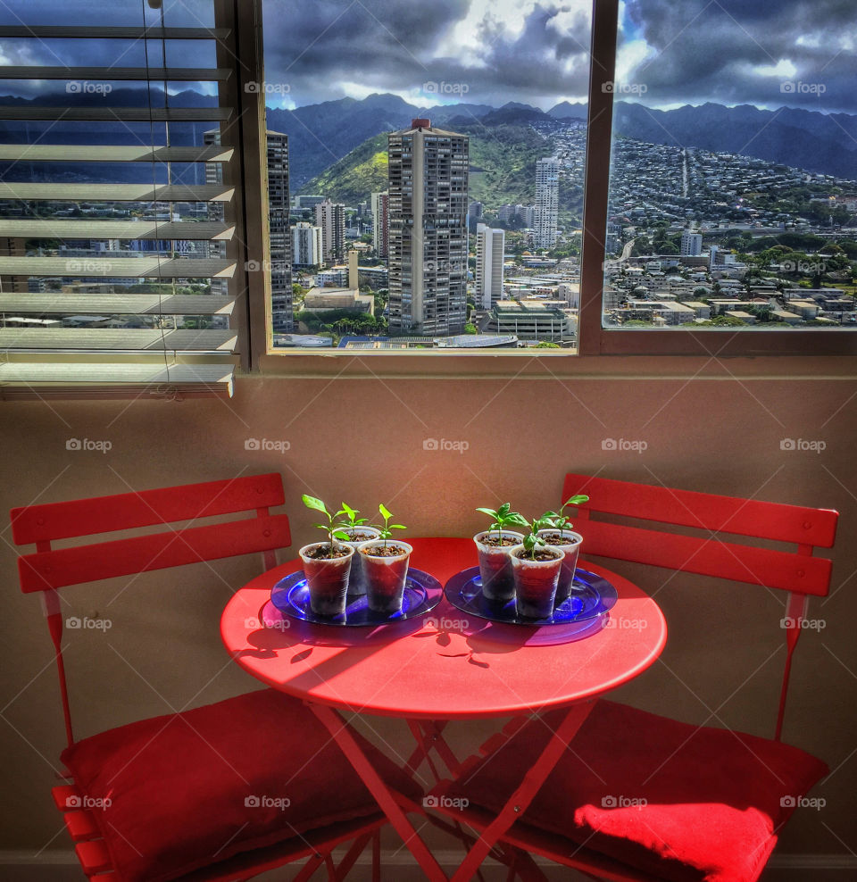 Seedlings on a table by a window