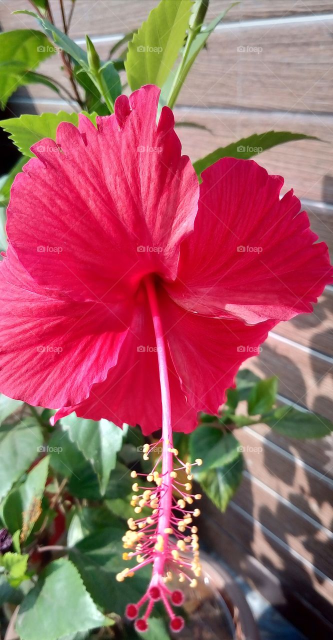Hibiscus Flower, Gudhal in Hindi, The hibiscus flower is one of the most recognizable flowers due to its color, size, and overall beauty. The flower is depicted in paintings, featured in traditional clothing, and even has its own Emoji.