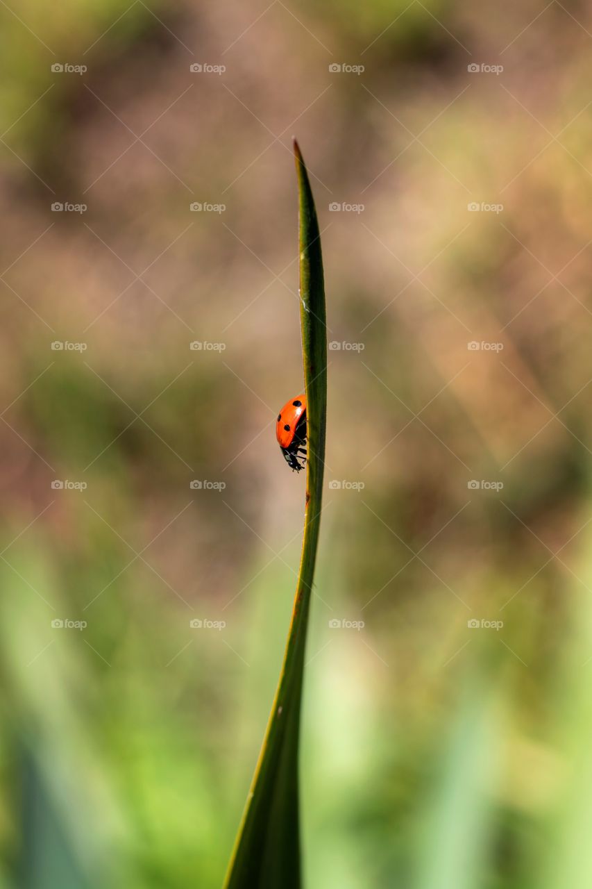 A portrait of a ladybird or ladybug running down a blade of grass. the insect is probably hunting for food. it is useful against other insects.