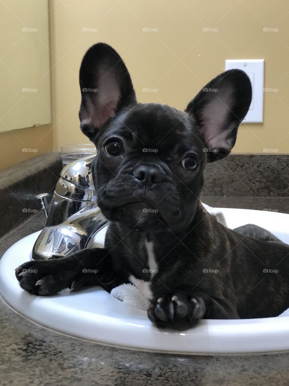 His Louie enjoying his lazy Sunday’s in the sink. It’s his favourite part of the house...besides the kitchen of course ;) 