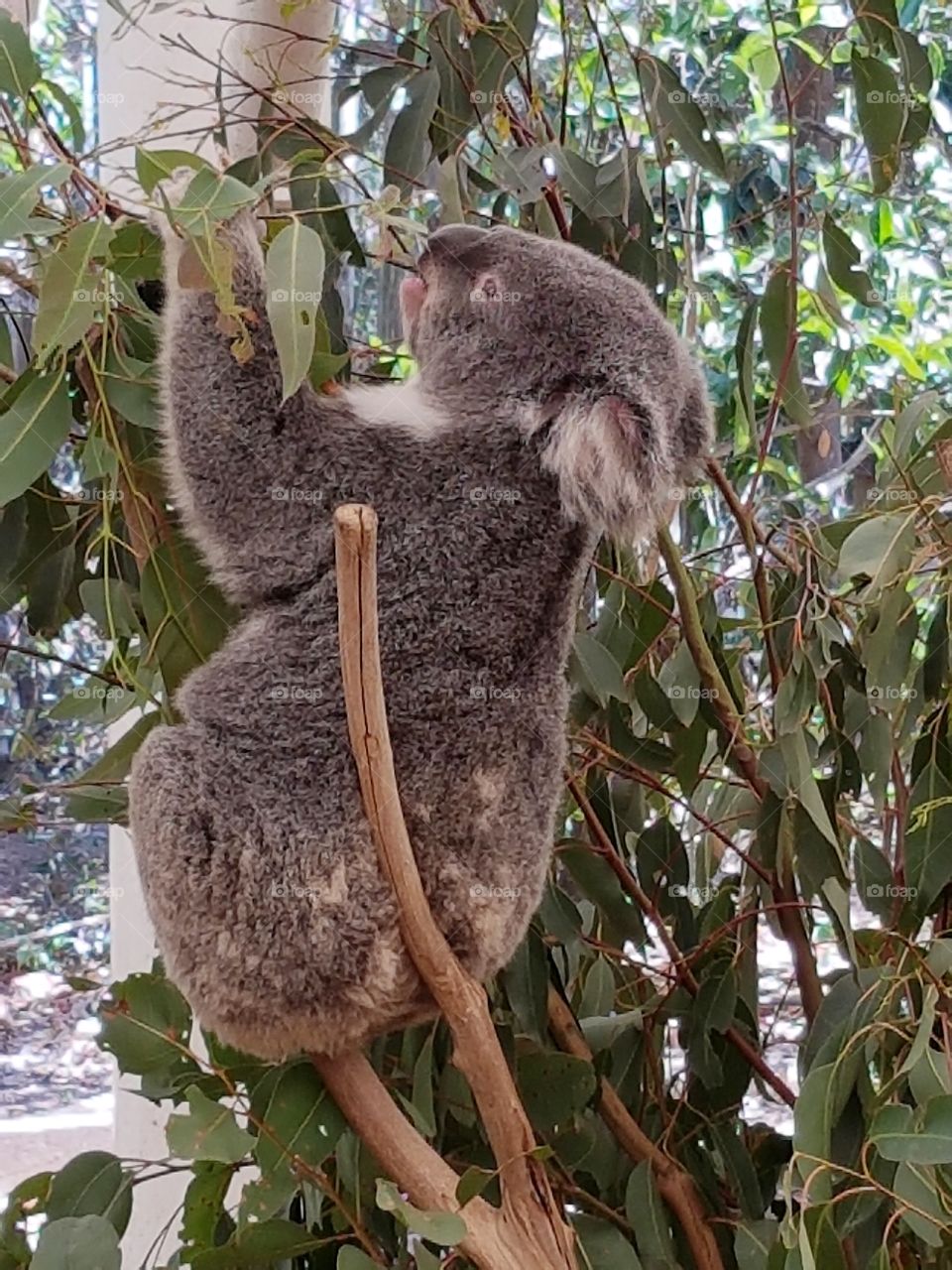 Koala bear