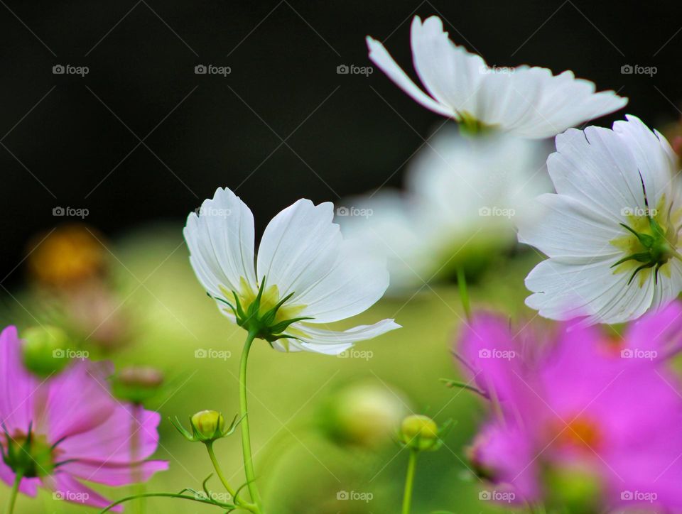 white flower