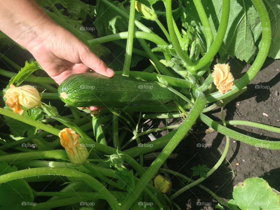 Zucchini in the garden