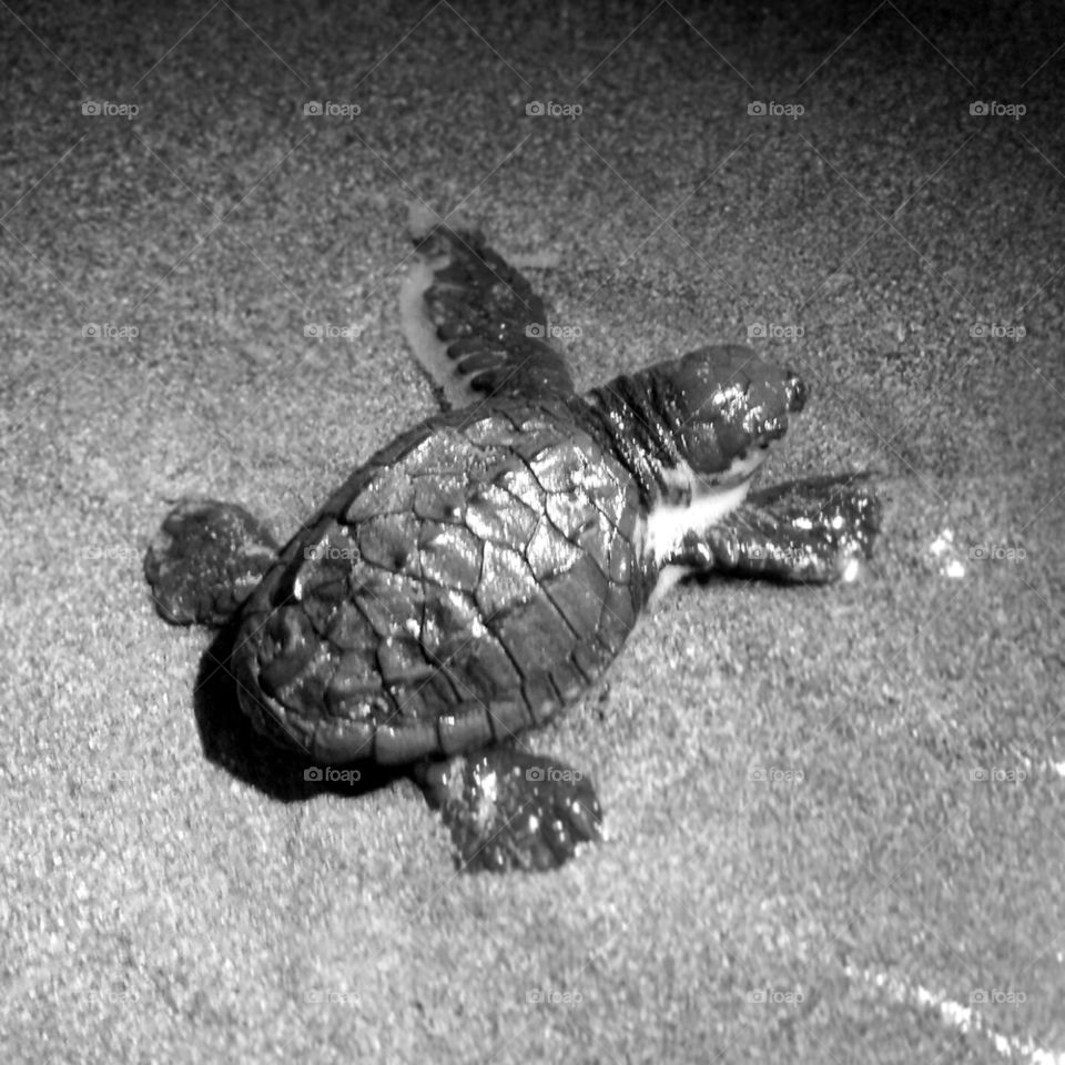baby turtle in black and white 
