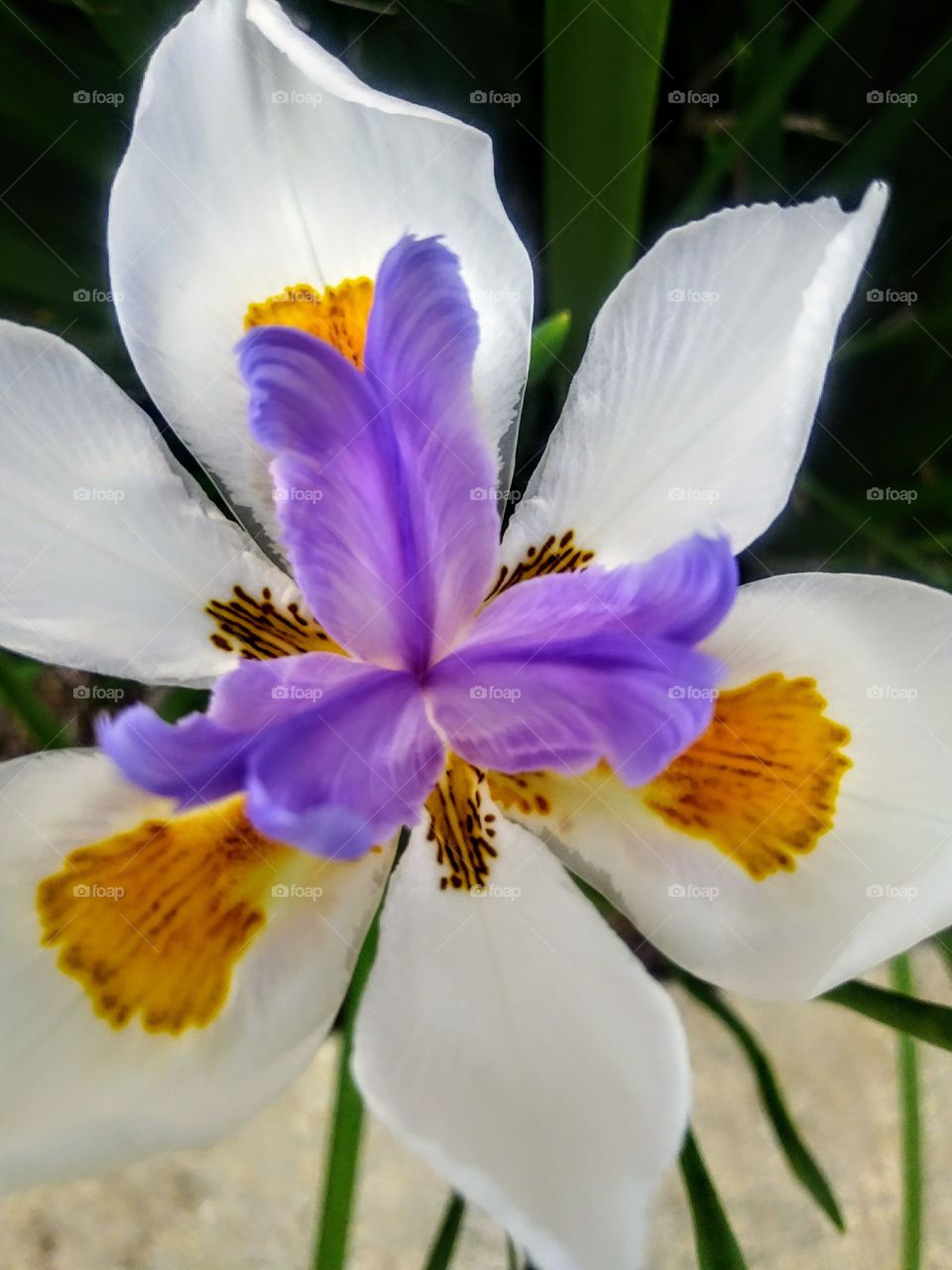 close up of white flower with yellow and purple petals