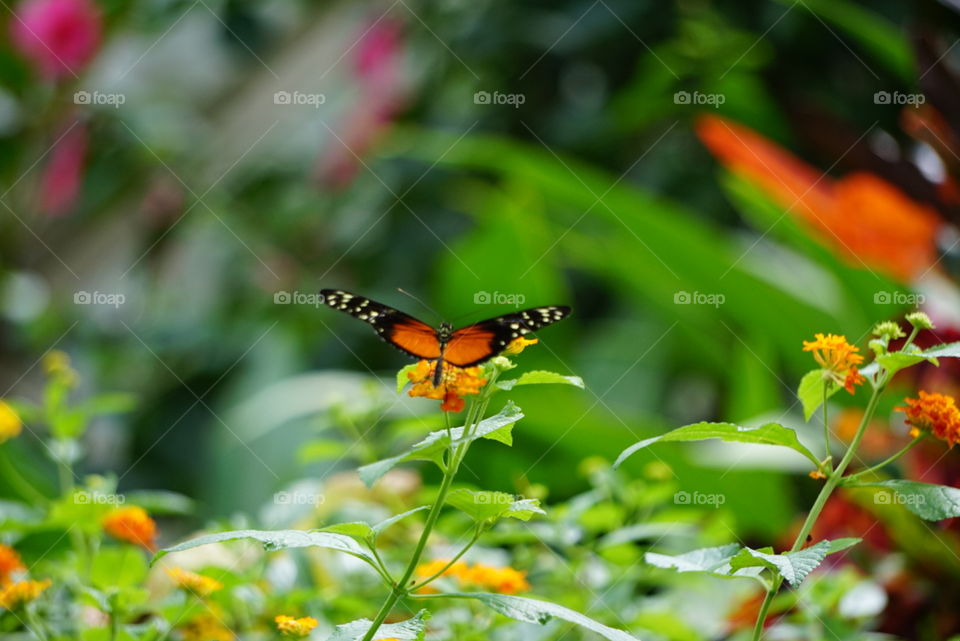 butterfly garden