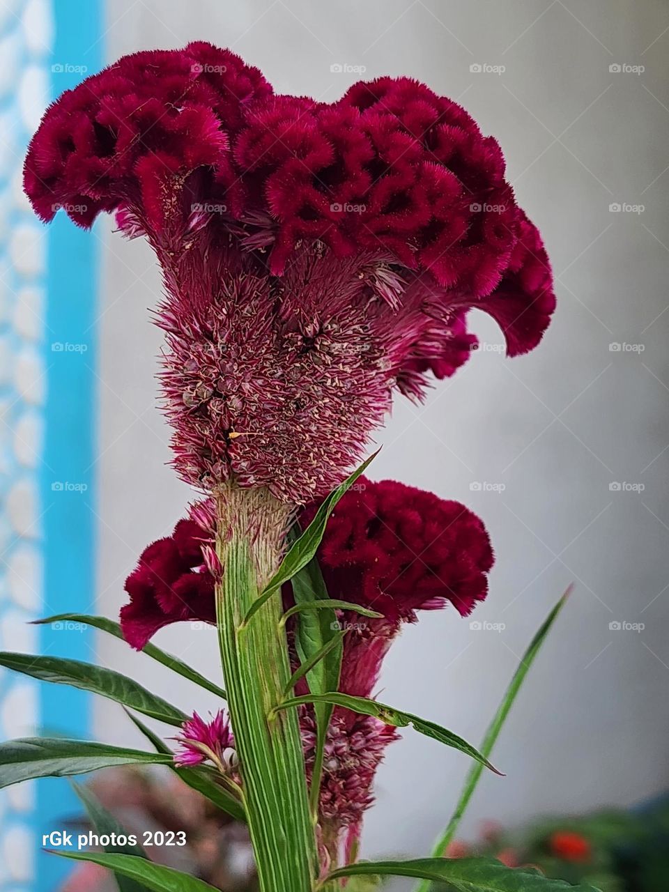 mushy red passion flowaz