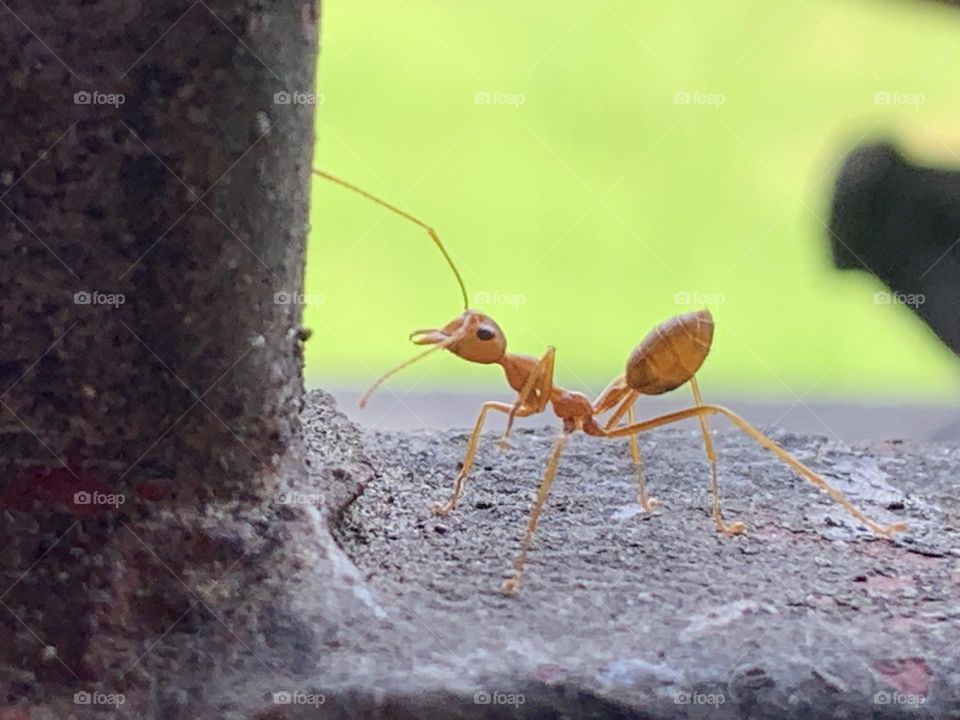 Your Best Macro shot, Countryside (Thailand)