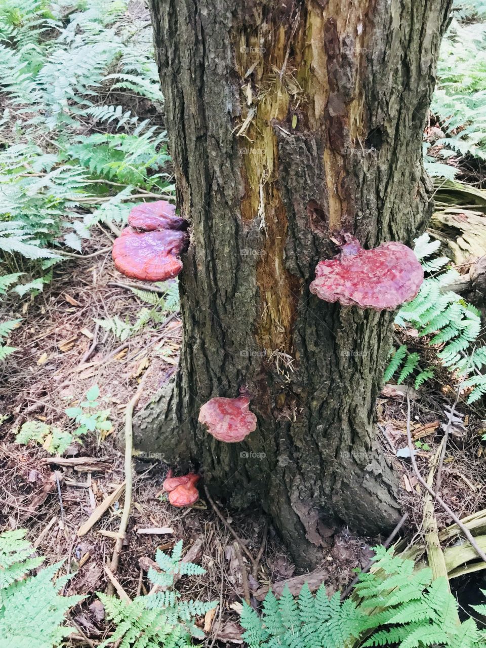 Reishi mushrooms growing beautifully on tree