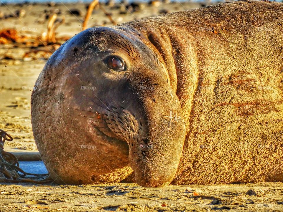 Juvenile Male Elephant Seal On The Pacific Coast. Elephant Seal In California
