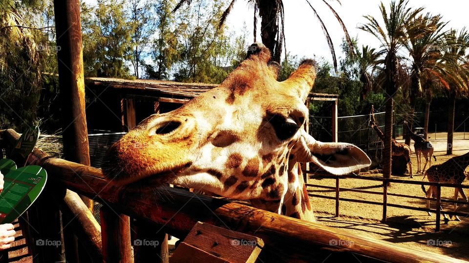 giraffi oasis park zoo