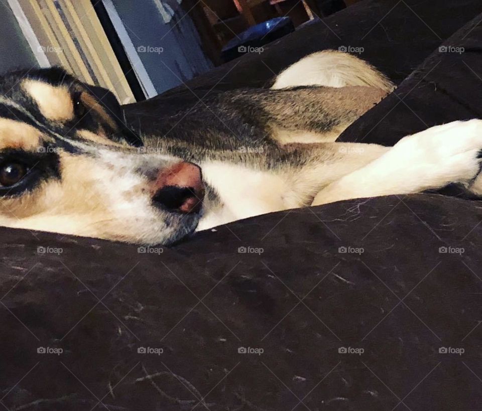 Snuggling on the couch