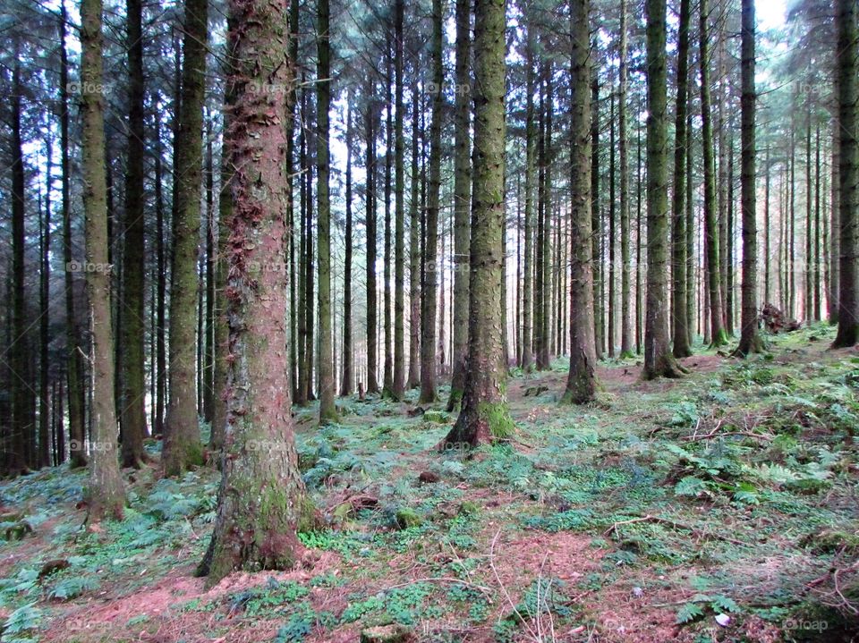 walking through a pine forest on Exmoor