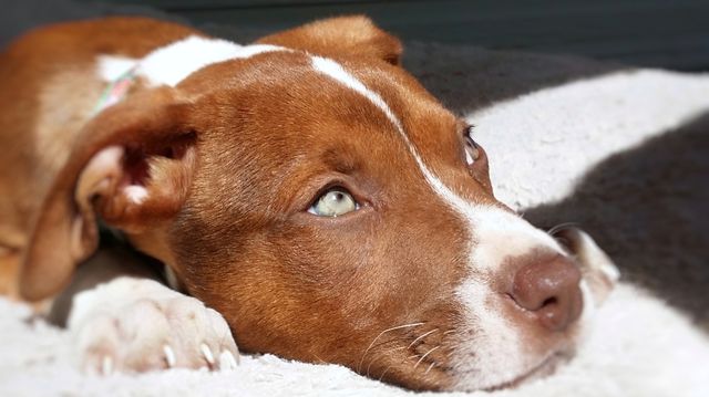Sweet Catahoula pit bull terrier hound mix puppy dog looking up with green eyes blaze face red nose brindle coat expression sunlight soft bed close up