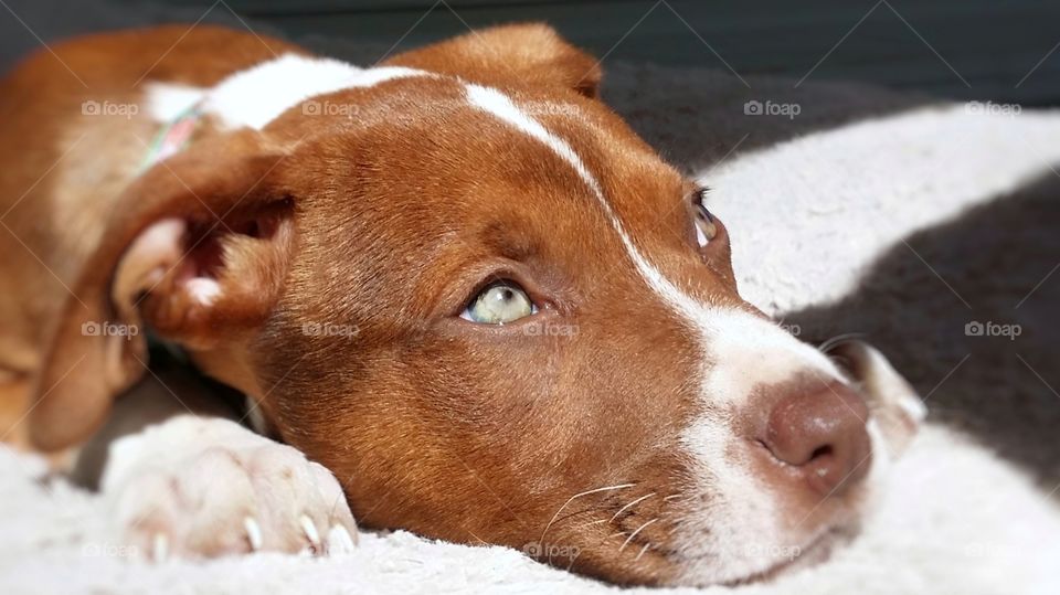 Sweet Catahoula pit bull terrier hound mix puppy dog looking up with green eyes blaze face red nose brindle coat expression sunlight soft bed close up