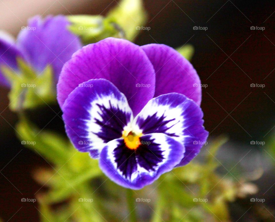 Pansy Closeup