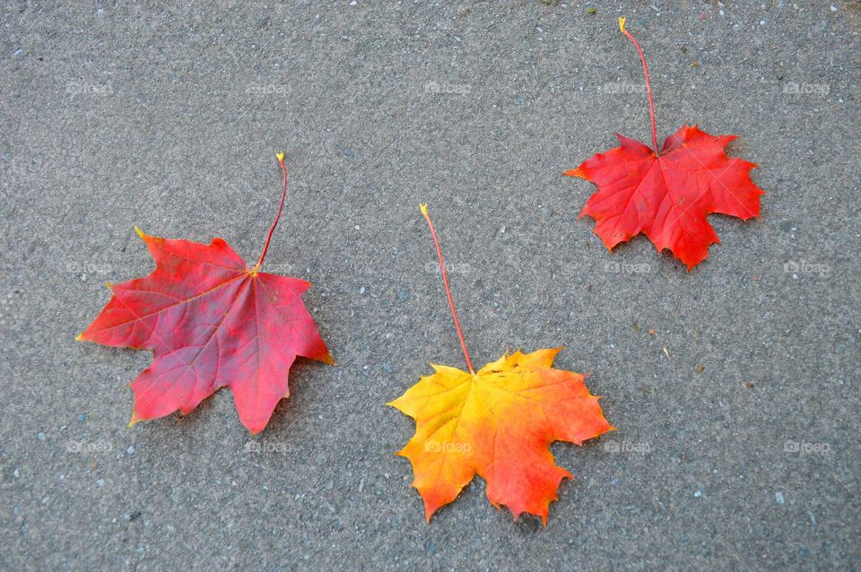 autumn colors. maple leaves