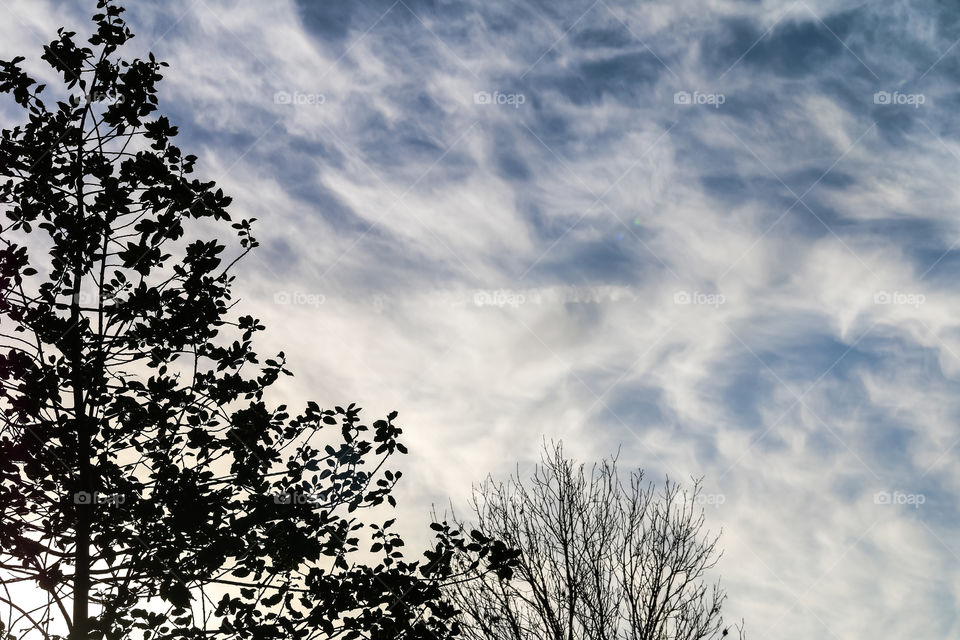 Leaves and Clouds