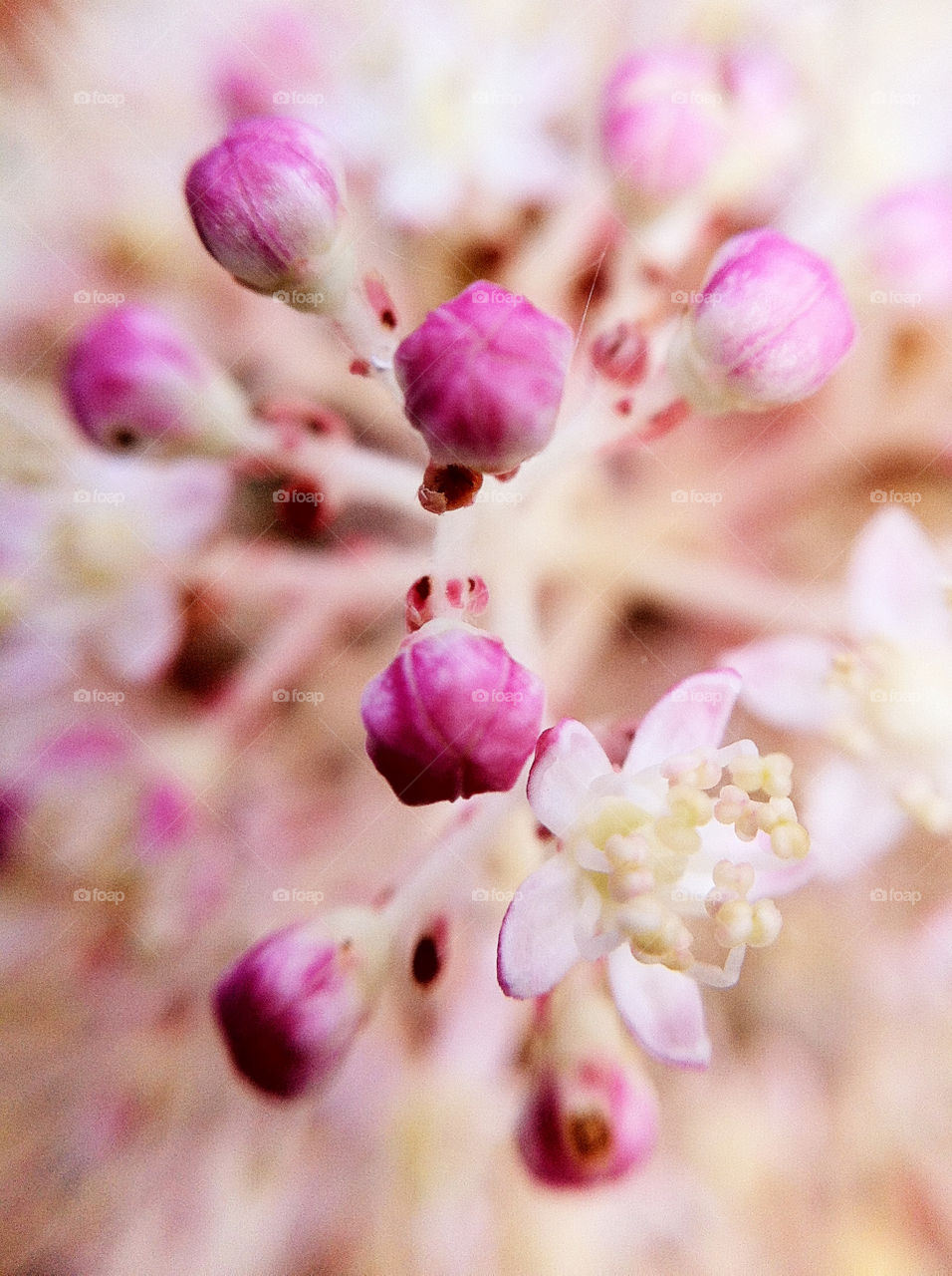 macro autumn wallpaper blomma by ka71