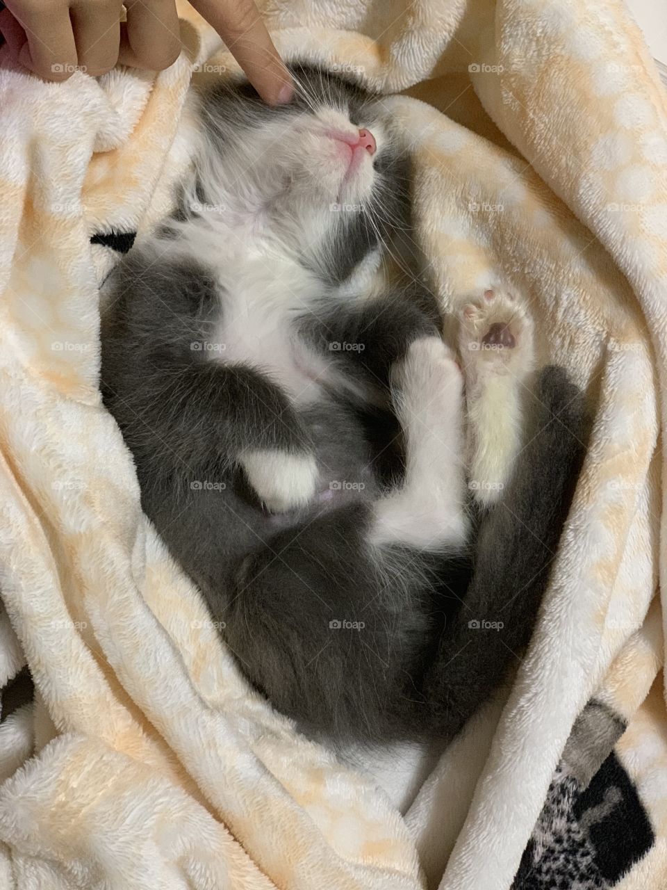 very cute tiny kitty sleeps