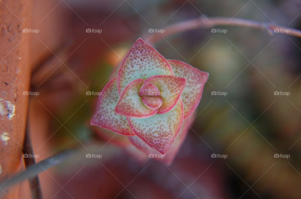 Symmetrical succulent