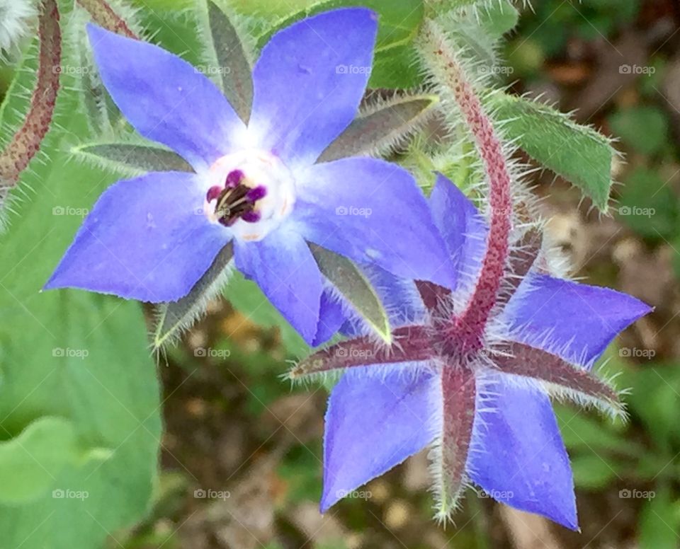 Borretsch flower