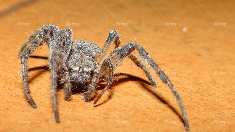 Mr. Spider close-up shot