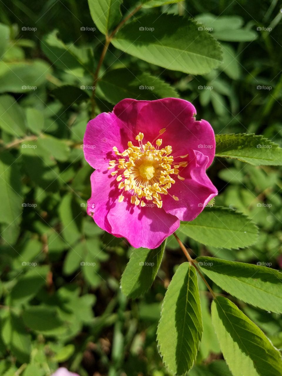 Wild pink rose
