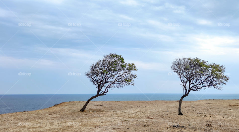 Two trees landscape