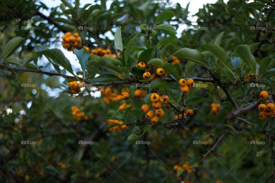 yellow nature tree orange by Petalskull