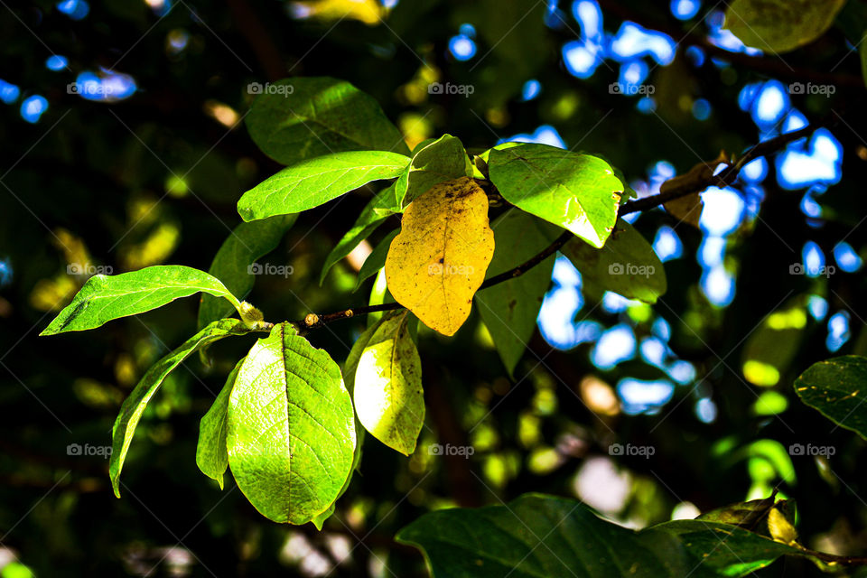 yellow and green leafs