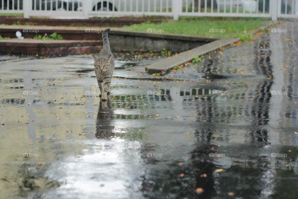 Cat Walking On A Rainy Day