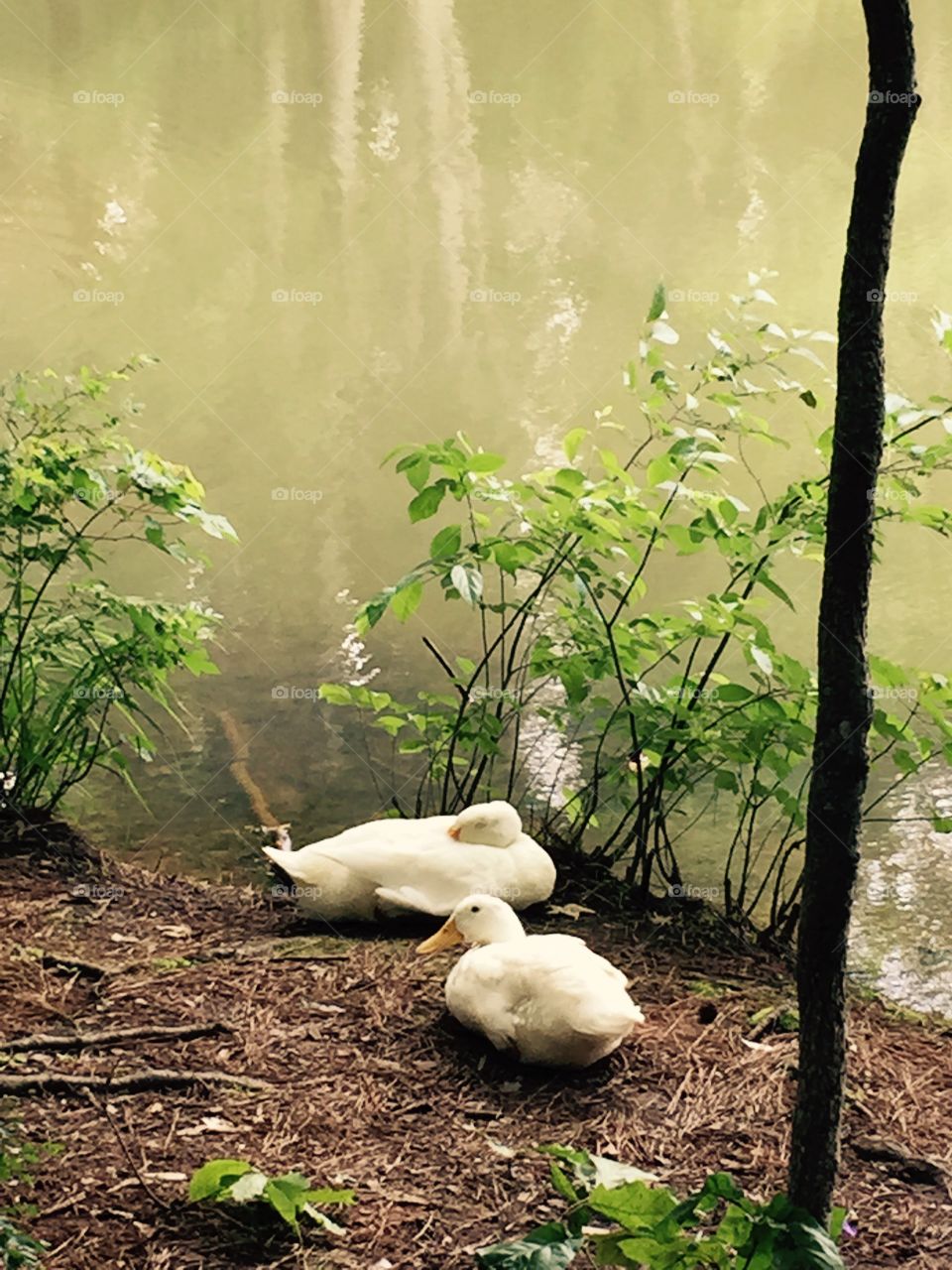 Two white ducks nestled together by the water making a fetching picture.