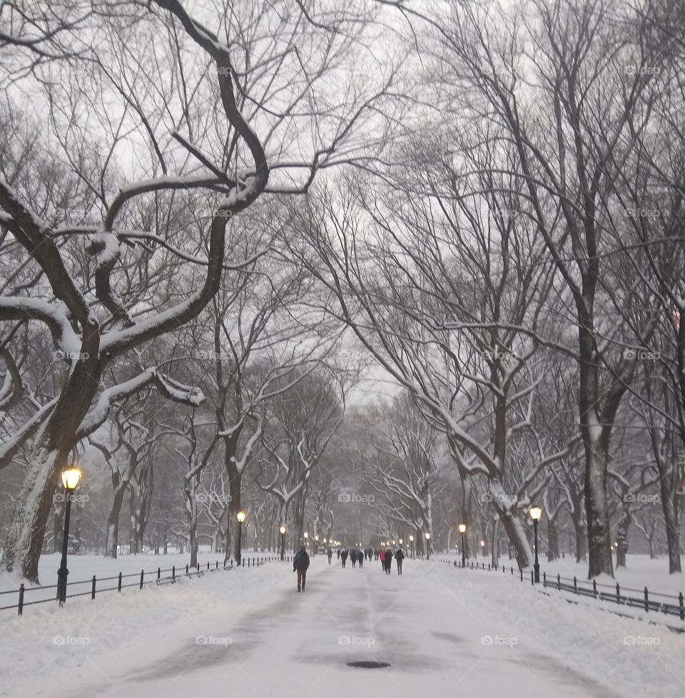 Tree Lined Street NYC Central Park